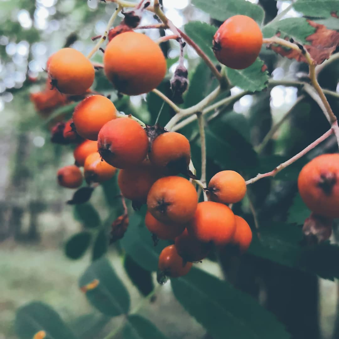 Example for blurhash